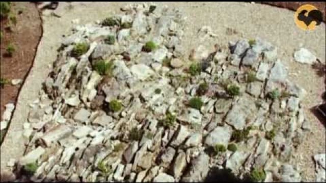 Скалка - каменистый садик 